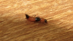 Paederus littorarius