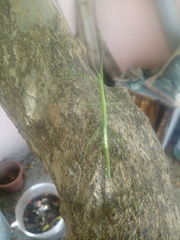 Bacillus rossius tripolitanus