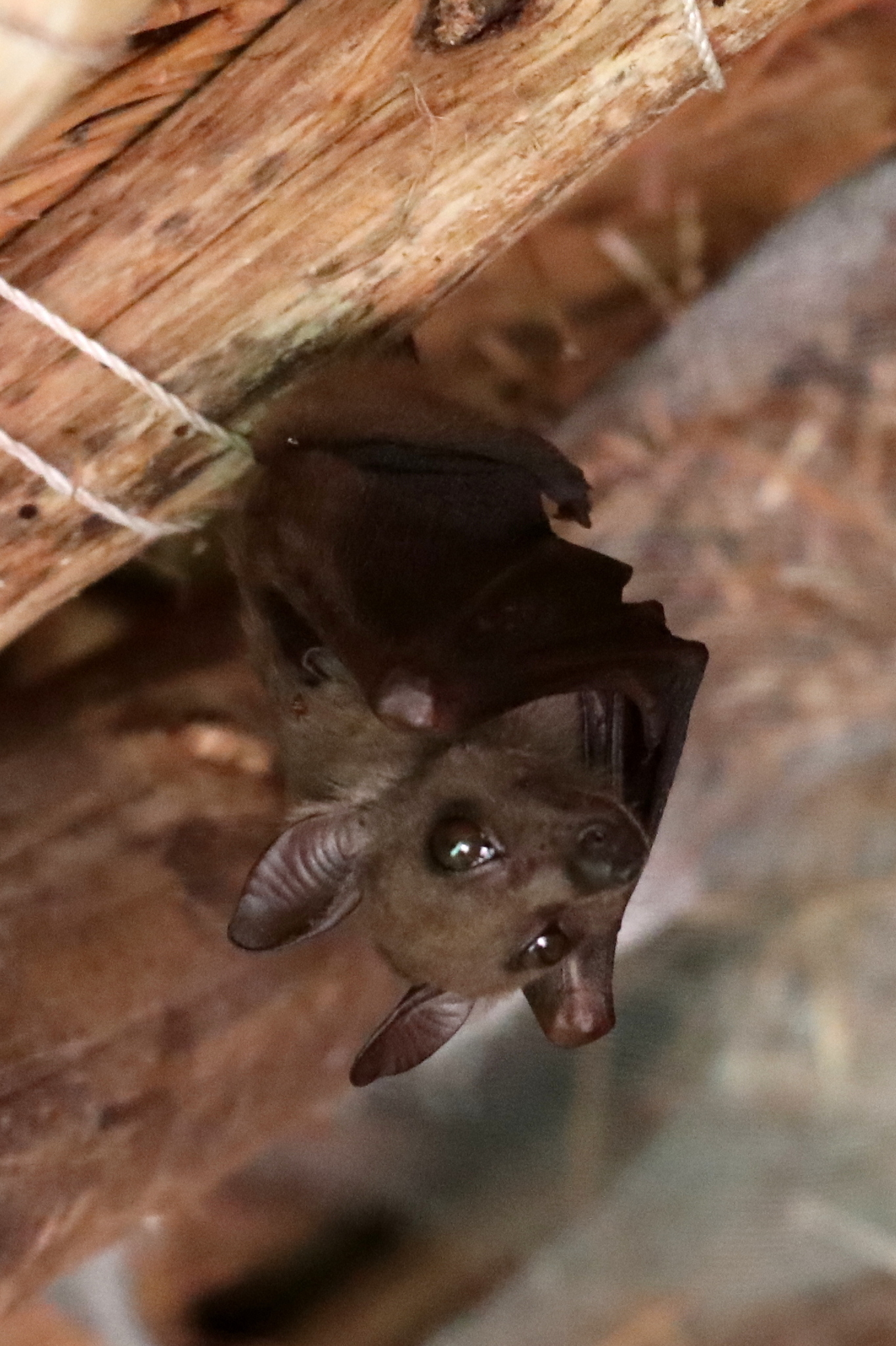 Myonycteris Matschie, 1899