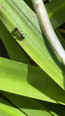 Camponotus novaeboracensis