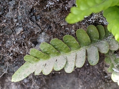 Polypodium amorphum