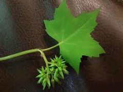 Hydrophyllum appendiculatum