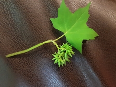 Hydrophyllum appendiculatum