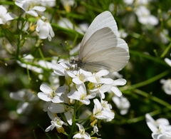 Pieris virginiensis