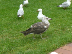 Larus dominicanus dominicanus