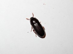 Uloma tenebrionoides