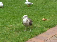 Larus dominicanus dominicanus