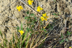 Lotus angustissimus