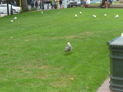 Larus dominicanus dominicanus