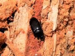Uloma tenebrionoides