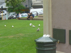 Larus dominicanus dominicanus