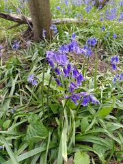 Hyacinthoides non-scripta