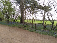Hyacinthoides non-scripta