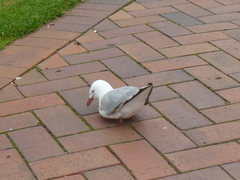 Chroicocephalus novaehollandiae scopulinus