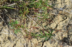 Lotus angustissimus