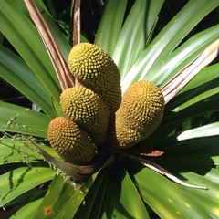 Freycinetia arborea
