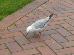 Chroicocephalus novaehollandiae scopulinus