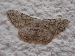 Scopula luridata