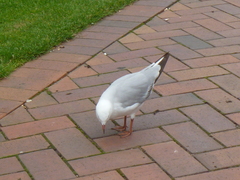 Chroicocephalus novaehollandiae scopulinus