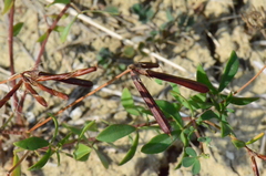 Lotus angustissimus