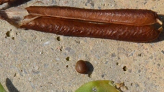 Lotus angustissimus