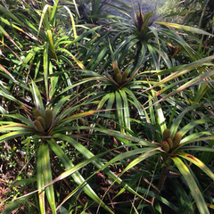 Freycinetia arborea