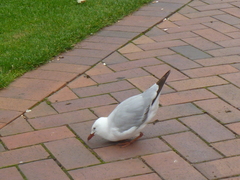 Chroicocephalus novaehollandiae scopulinus