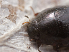 Hydrobius