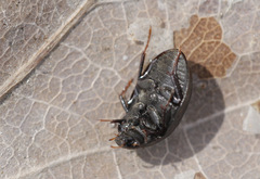 Hydrobius