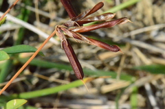 Lotus angustissimus