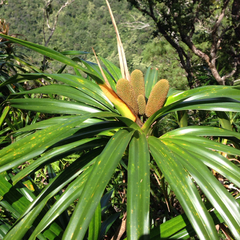 Freycinetia arborea