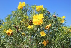 Cascabela thevetioides