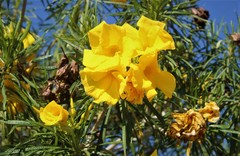 Cascabela thevetioides