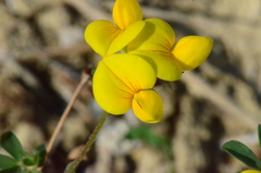 Lotus angustissimus