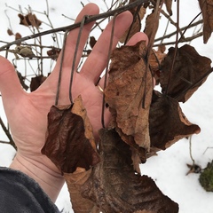 Populus heterophylla