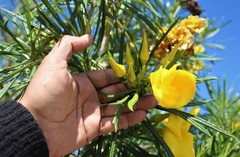 Cascabela thevetioides