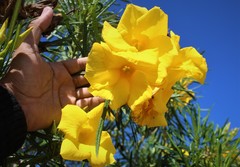 Cascabela thevetioides