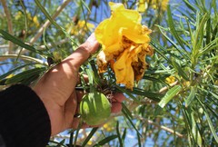 Cascabela thevetioides