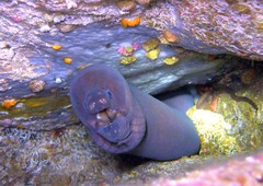 Gymnothorax unicolor