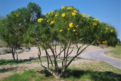 Cascabela thevetioides