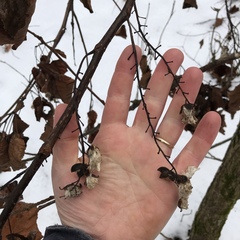 Populus heterophylla