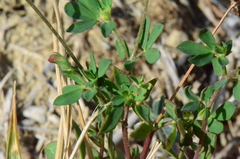 Lotus angustissimus
