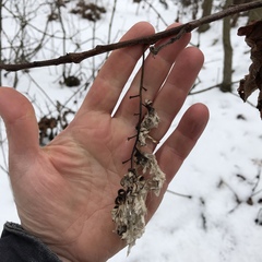 Populus heterophylla