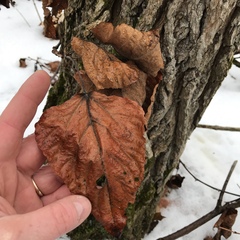 Populus heterophylla