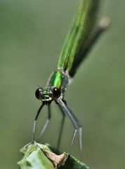 Calopteryx splendens
