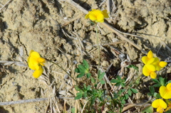 Lotus angustissimus