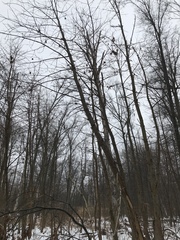 Populus heterophylla