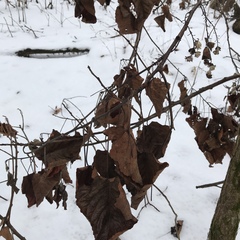 Populus heterophylla