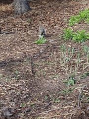 Sciurus carolinensis