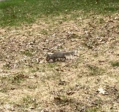 Sciurus carolinensis